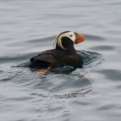 Stan Stephens Glacier & Wildlife Cruises - Puffin