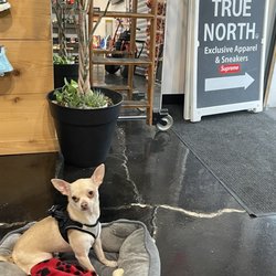 True North Sa - I got to meet the TrueNorth Mascot Benson. He was a cutie