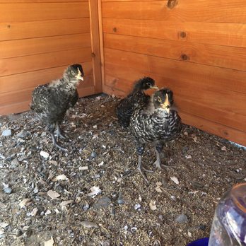 Cutino's Tire Center - two chickens in a coop - Tires Near Me - Oakley, California