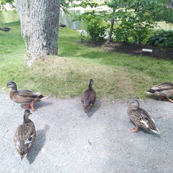 Halifax Public Gardens - Cute little duckies - Botanical Gardens Near Me - Halifax, Nova Scotia