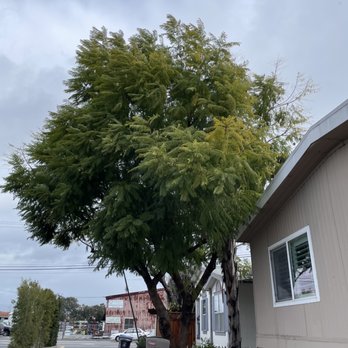 Ramos Landscaping - Jacaranda tree before - Landscaping Near Me