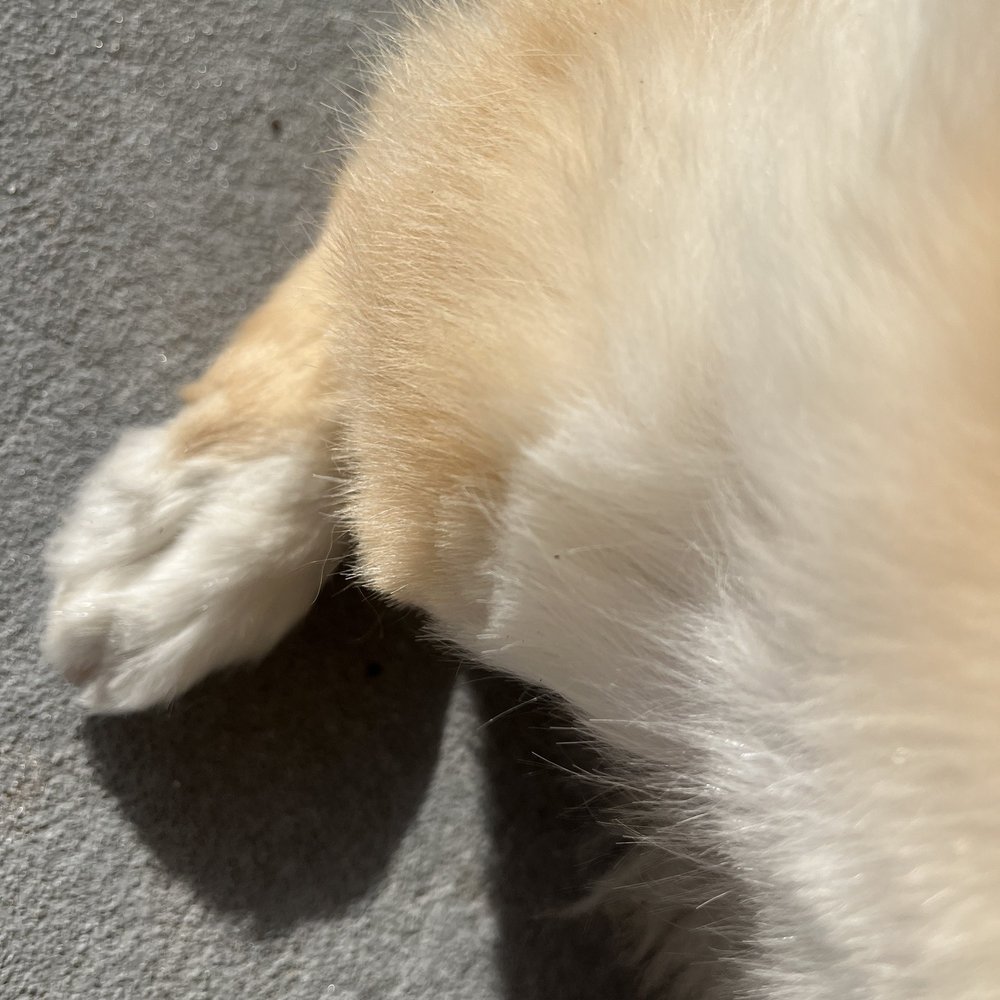 Cindy's Pampered Pets - Pet Groomers Near Me - Melbourne, Florida Cindy's Pampered Pets - Pet Groomers Near Me - Melbourne, Florida