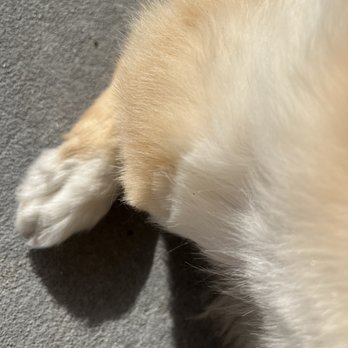 Cindy's Pampered Pets - Pet Groomers Near Me - Melbourne, Florida Cindy's Pampered Pets - Pet Groomers Near Me - Melbourne, Florida