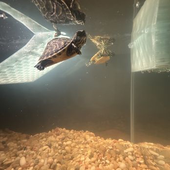 Rainforest Pet Store - Turtles - Reptile Shops Near Me - Melbourne, Florida Rainforest Pet Store - Turtles - Reptile Shops Near Me - Melbourne, Florida