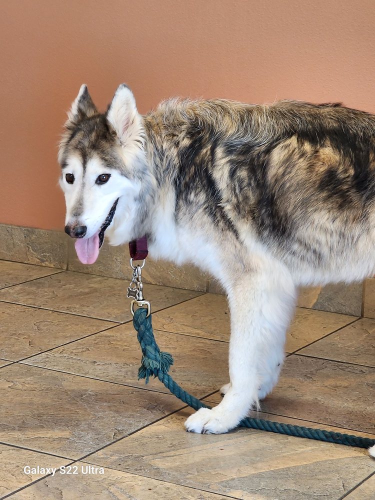 ATWATER VETERINARY CENTER Updated October 2024 31 Photos & 34