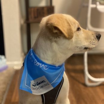PetSmart - Squeaky clean Max(:3 - Pet Stores Near Me - Garden Grove, California