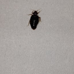 A dozen Bedbugs on my pillow - THAT I WAS SLEEPING ON!! A dozen Bedbugs on my pillow - THAT I WAS SLEEPING ON!!