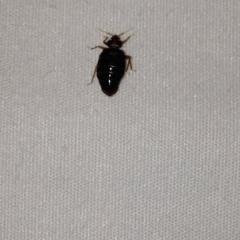 Silverstar Casino - A dozen Bedbugs on my pillow - THAT I WAS SLEEPING ON!! - Casinos Near Me - Philadelphia, Mississippi Silverstar Casino - A dozen Bedbugs on my pillow - THAT I WAS SLEEPING ON!! - Casinos Near Me - Philadelphia, Mississippi