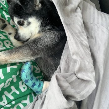VCA Everett Animal Hospital - The adorable little bandage they wrapped her foot in ! - Veterinarians Near Me - Everett, Massachusetts