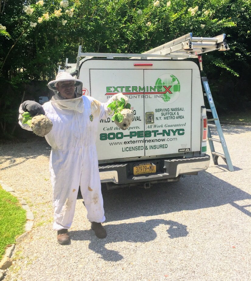 EXTERMINEX PEST CONTROL 19 Photos & 39 Reviews 24 Beach Rd