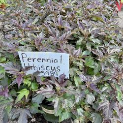 Perennial Hibiscus