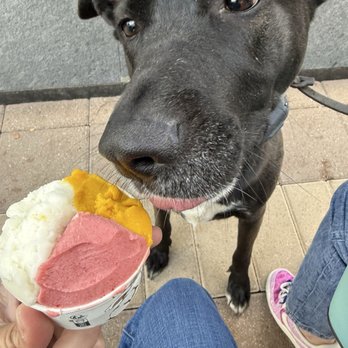 Amorino Gelato - Ice Cream & Frozen Yogurt Near Me - Plano, Texas Amorino Gelato - Ice Cream & Frozen Yogurt Near Me - Plano, Texas