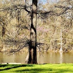 Leroy Percy State Park - Spring Foliage report:  Not quite peaked on Alligator lake.