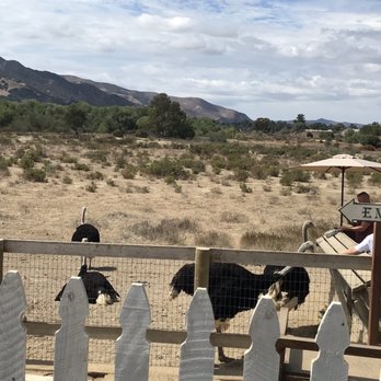 Ostrichland USA - Attraction Farms Near Me - Solvang, California