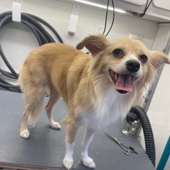 Reese's Rainbow Mobile Pet Salon - Pet Groomers Near Me