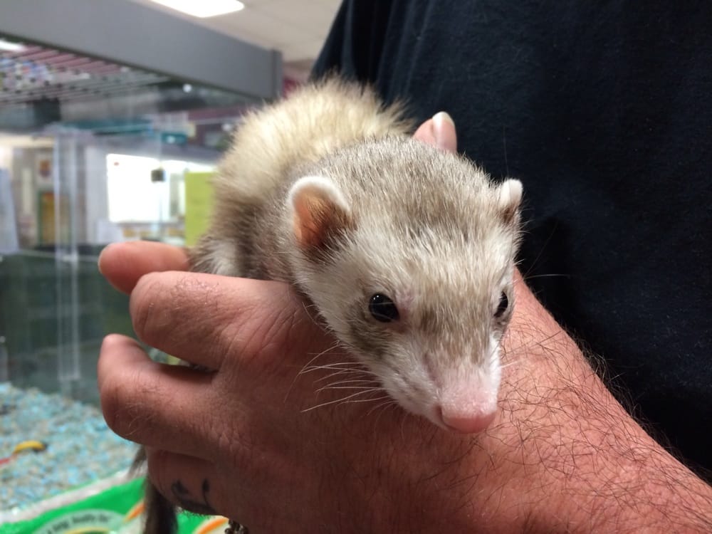 petland ferrets prices