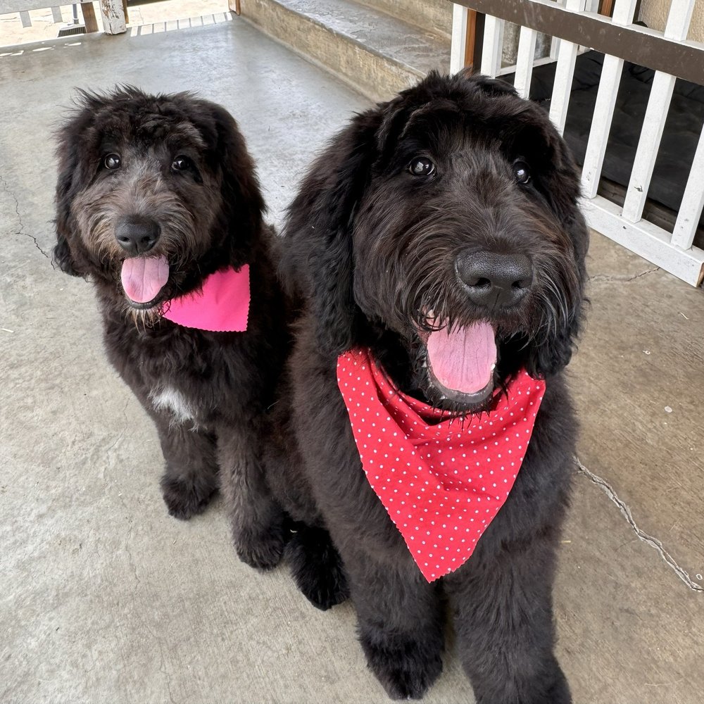 We Groom Pets - Pet Groomers Near Me - Downey, California