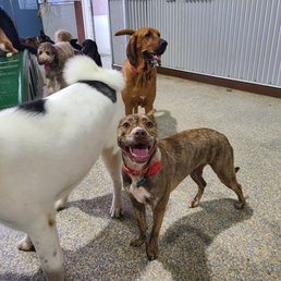 Luna at doggie day care