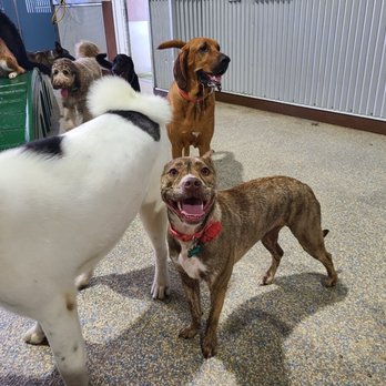Camp Bow Wow - Luna at doggie day care - Pet Sitting Near Me - Duluth, Georgia