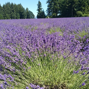Oregon Lavender Farm - Festivals Near Me - Oregon City, Oregon