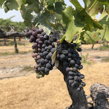 Oasis by Hoopes - Oakville's finest - Wineries Near Me - Napa, California Oasis by Hoopes - Oakville's finest - Wineries Near Me - Napa, California