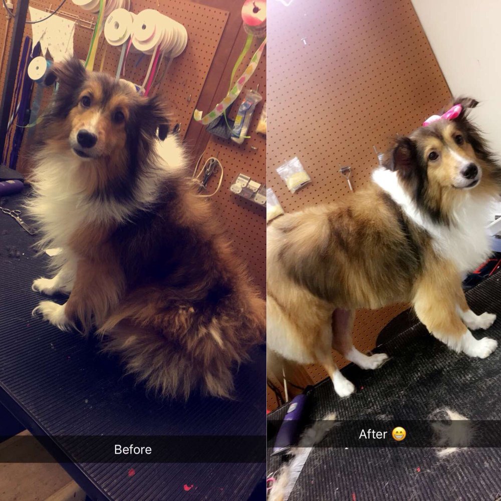 Saraland Pet Grooming Image