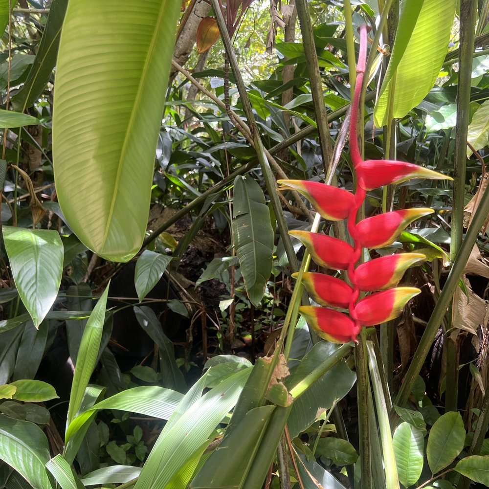 Twin Falls Trail - Hiking Near Me - Haiku, Hawaii Twin Falls Trail - Hiking Near Me - Haiku, Hawaii