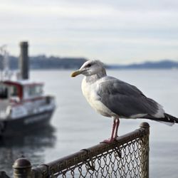 Ivar's Fish Bar - Waiting for scraps