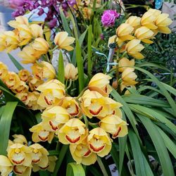 Orchids care from Yamada