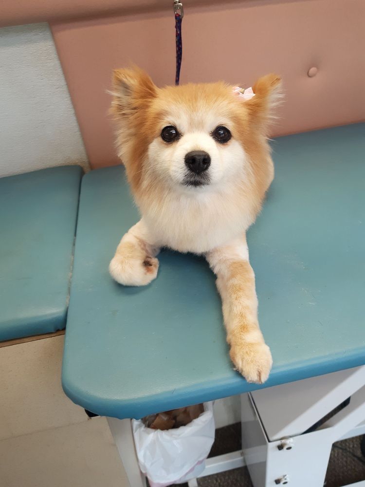 BUBBLES & BOWS MOBILE DOG GROOMING Updated September 2024 23 Photos