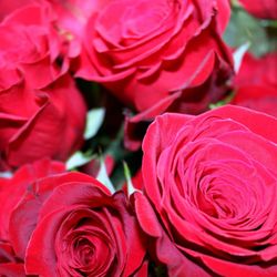 House Of Flowers