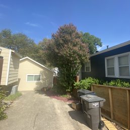 Before crepe myrtle was cut back.