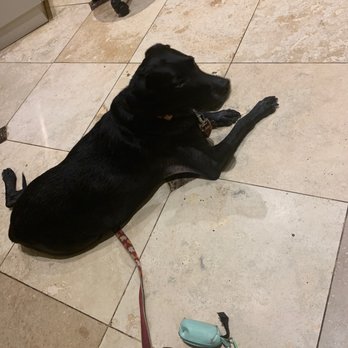 Roswell Vets 4 Pets - Harley waiting patiently for his peanut butter treat at Rose Animal Hospital. - Veterinarians Near Me - Roswell, Georgia Roswell Vets 4 Pets - Harley waiting patiently for his peanut butter treat at Rose Animal Hospital. - Veterinarians Near Me - Roswell, Georgia