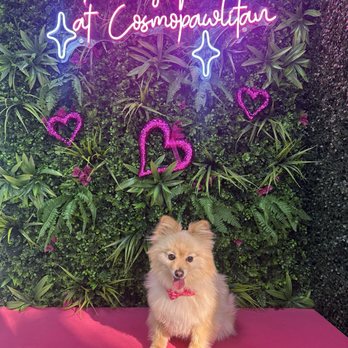 Cosmopawlitan - Sunny looking Handsome as ever - thank you Fabio - Pet Groomers Near Me - Simi Valley, California