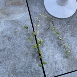 Gulf Stream Pavers
