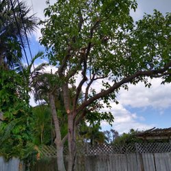Dan's Tree Service