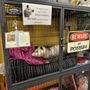 Photo of Possum-bilities