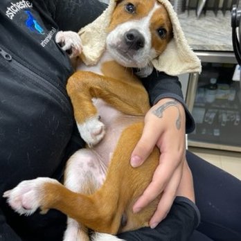 Westchester Veterinary Hospital - Pet at Westchester Veterinary Hospital - Veterinarians Near Me - High Point, North Carolina Westchester Veterinary Hospital - Pet at Westchester Veterinary Hospital - Veterinarians Near Me - High Point, North Carolina
