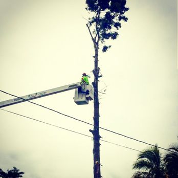 Ashton's Landscape & Tree Service - Near power line tree removal - Tree Services Near Me
