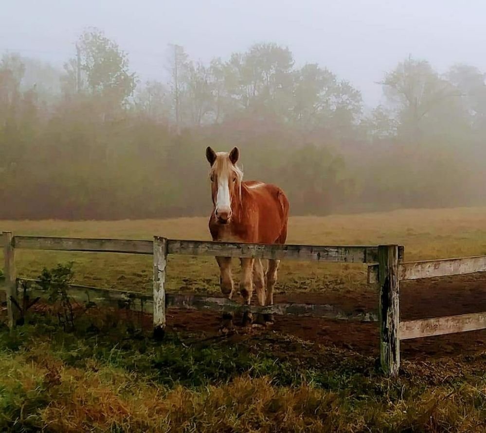 Tara's Animal Care Image