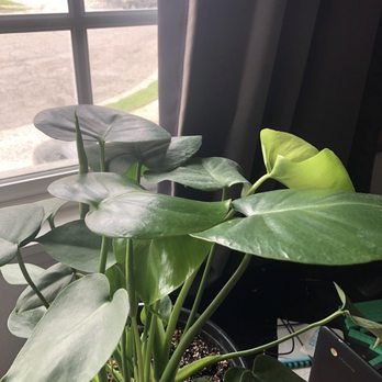 Green Thumb Nursery - Split Leaf Philodendron - Nurseries & Gardening Near Me - Ventura, California