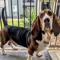 City Limits Vet Clinic - Mr Potter