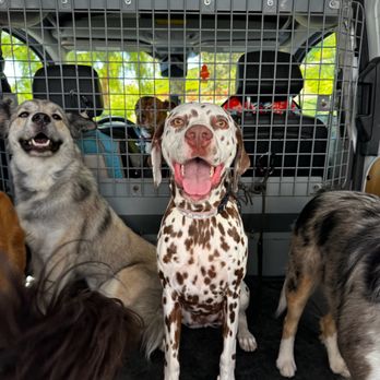 OC PUP SCOUTS - Updated February 2026 - 159 Photos & 116 Reviews