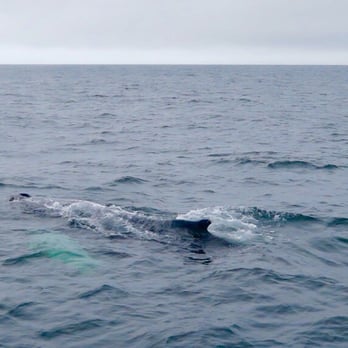 Dolphin Fleet - This is about as much as you see of the whales in the Northeast as they're eating and conserving energy. Read my review. - Boat Charters Near Me - Provincetown, Massachusetts