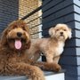 Photo of Peticular Charm Pet Care