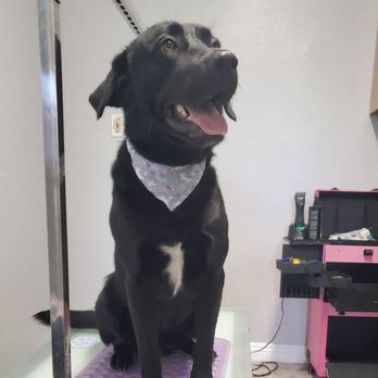 Shiny Paws & Claws - My handsome boy - Pet Groomers Near Me - Fontana, California Shiny Paws & Claws - My handsome boy - Pet Groomers Near Me - Fontana, California