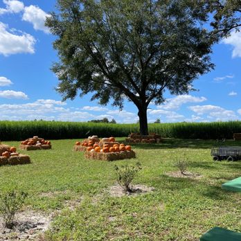 Branford Farm Stand - View from the picnic table - Mexican Near Me - Branford, Florida