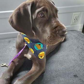 The BarkMobile - Clyde, my big guy! - Pet Groomers Near Me - Holly Springs, North Carolina The BarkMobile - Clyde, my big guy! - Pet Groomers Near Me - Holly Springs, North Carolina