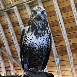 Teton Raptor Center - Do you know who I am?