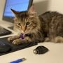 Photo of Full Circle Veterinary Care